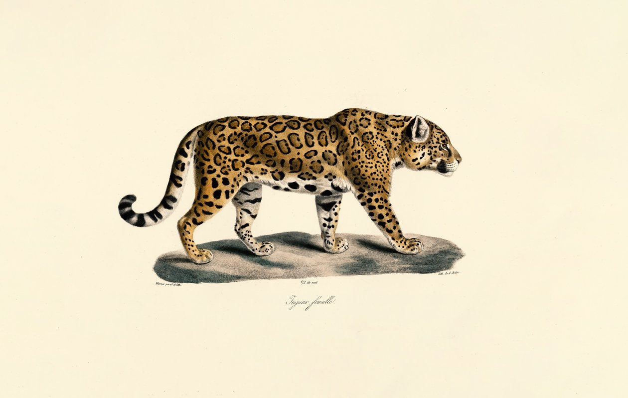 Vrouwelijke Jaguar door Jacques Christophe Werner