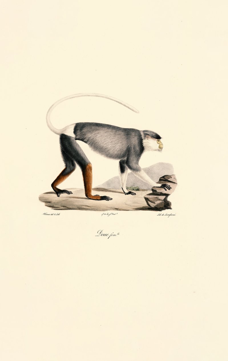 Vrouwelijke Patas Aap door Jacques Christophe Werner