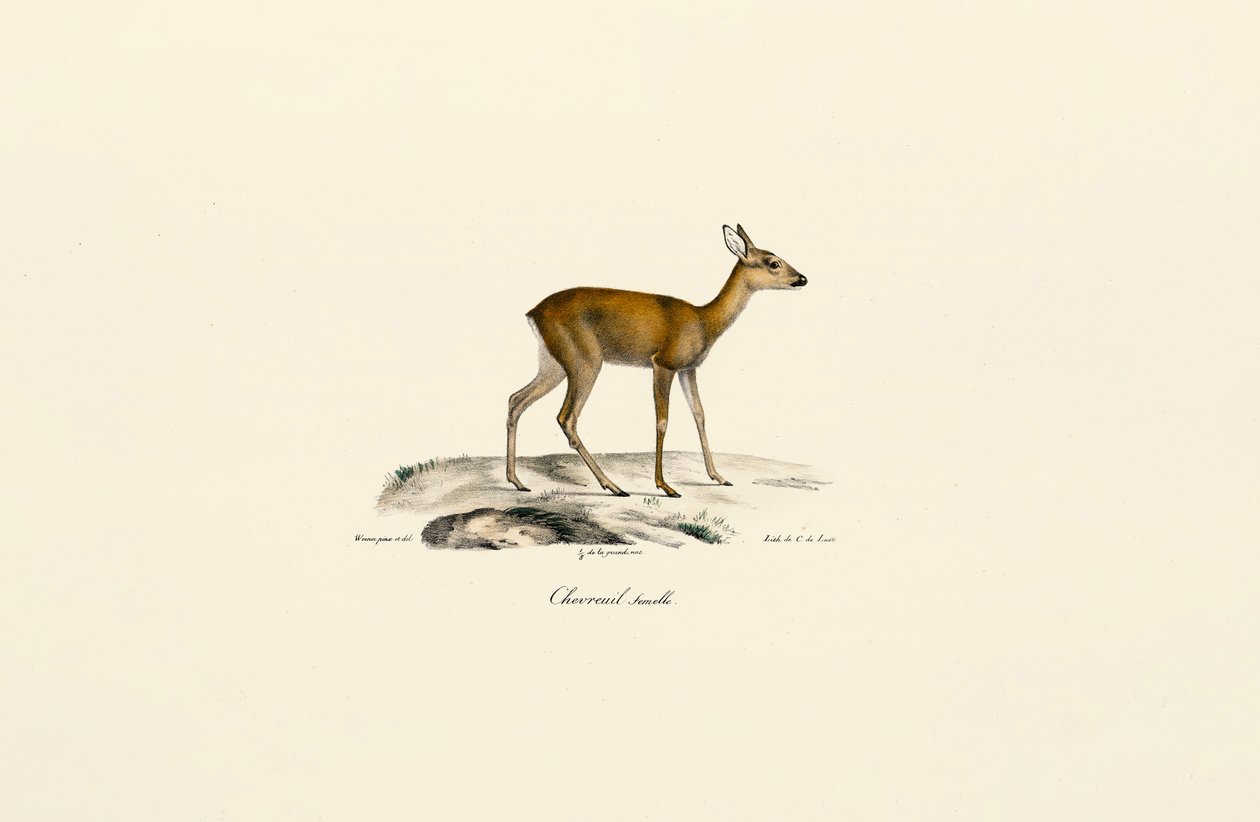 Female Roe Deer door Jacques Christophe Werner