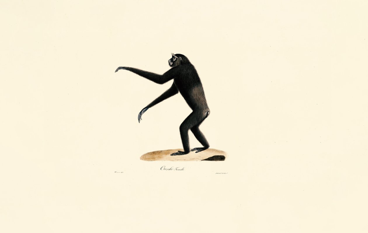 Vrouw Siamang door Jacques Christophe Werner