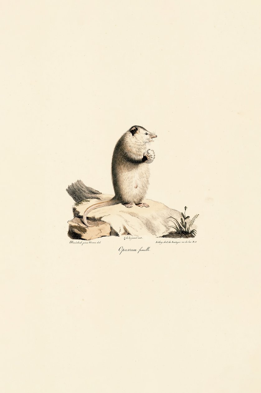 Vrouwtje Virginia Opossum door Jacques Christophe Werner