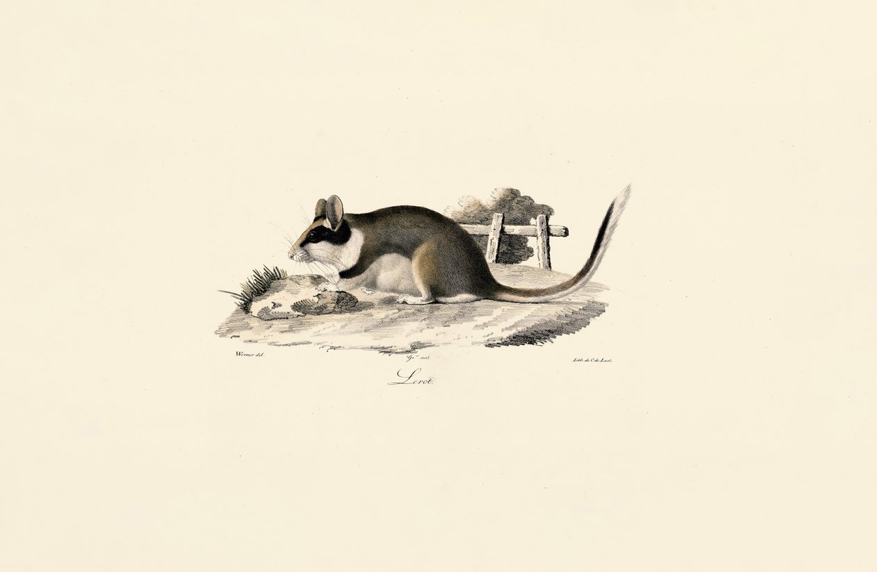 Garden Dormouse door Jacques Christophe Werner