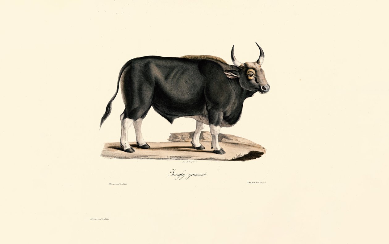 Gaur Mannelijk door Jacques Christophe Werner