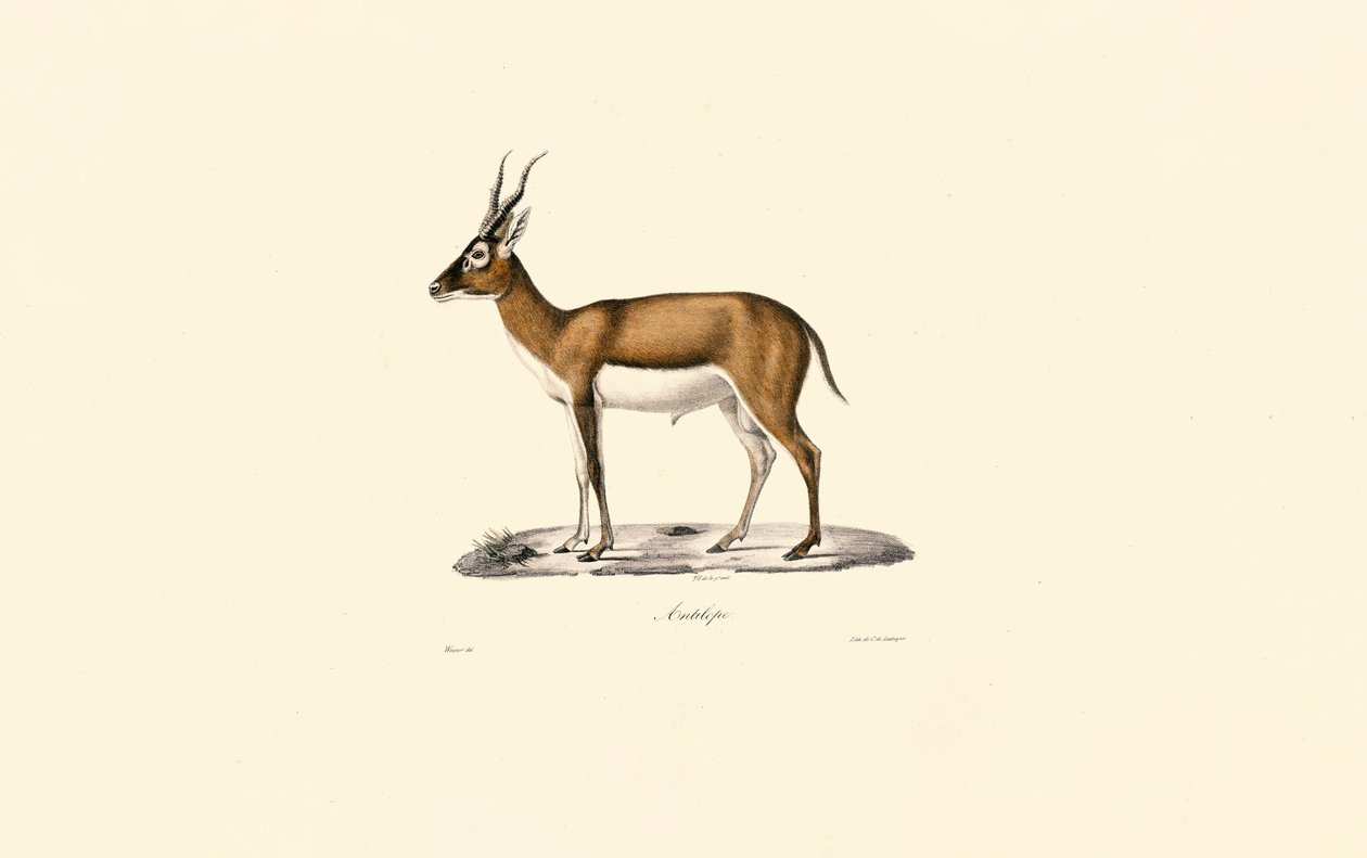 Gestreepte gazelle door Jacques Christophe Werner
