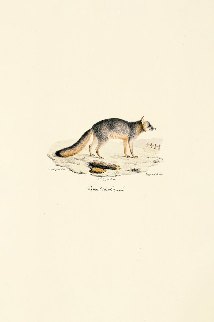 Gray Fox Male (Urocyon cinereoargenteus) door Jacques Christophe Werner