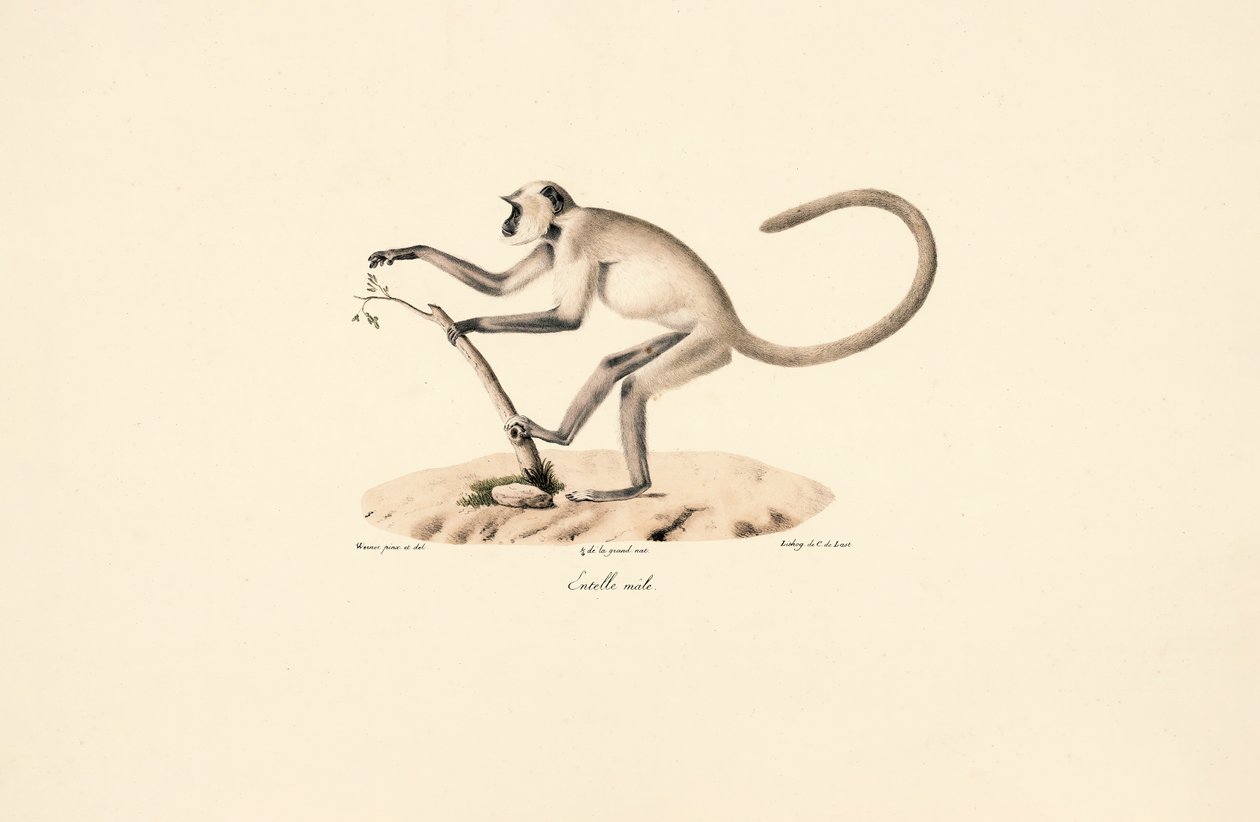 Grijze Hanuman Langoer door Jacques Christophe Werner