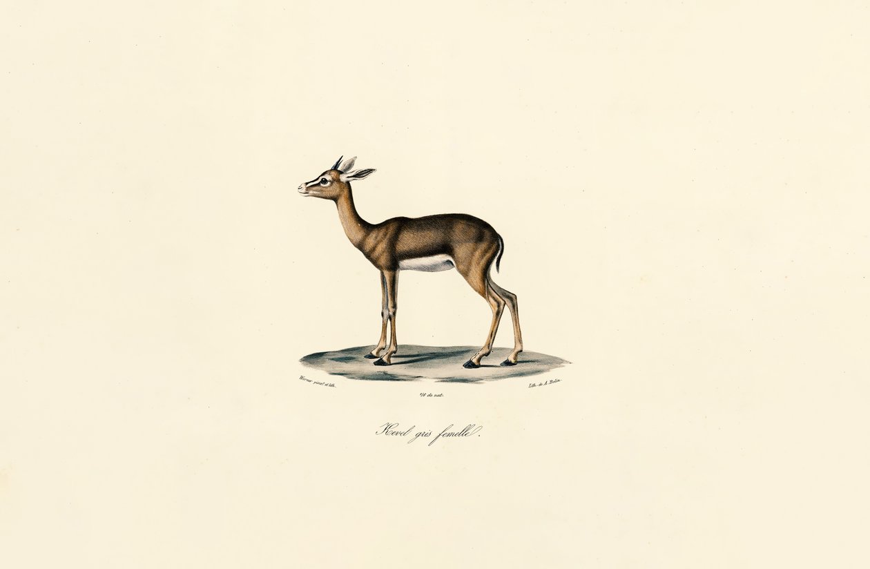 Grauwe rietbok (vrouwtje) door Jacques Christophe Werner