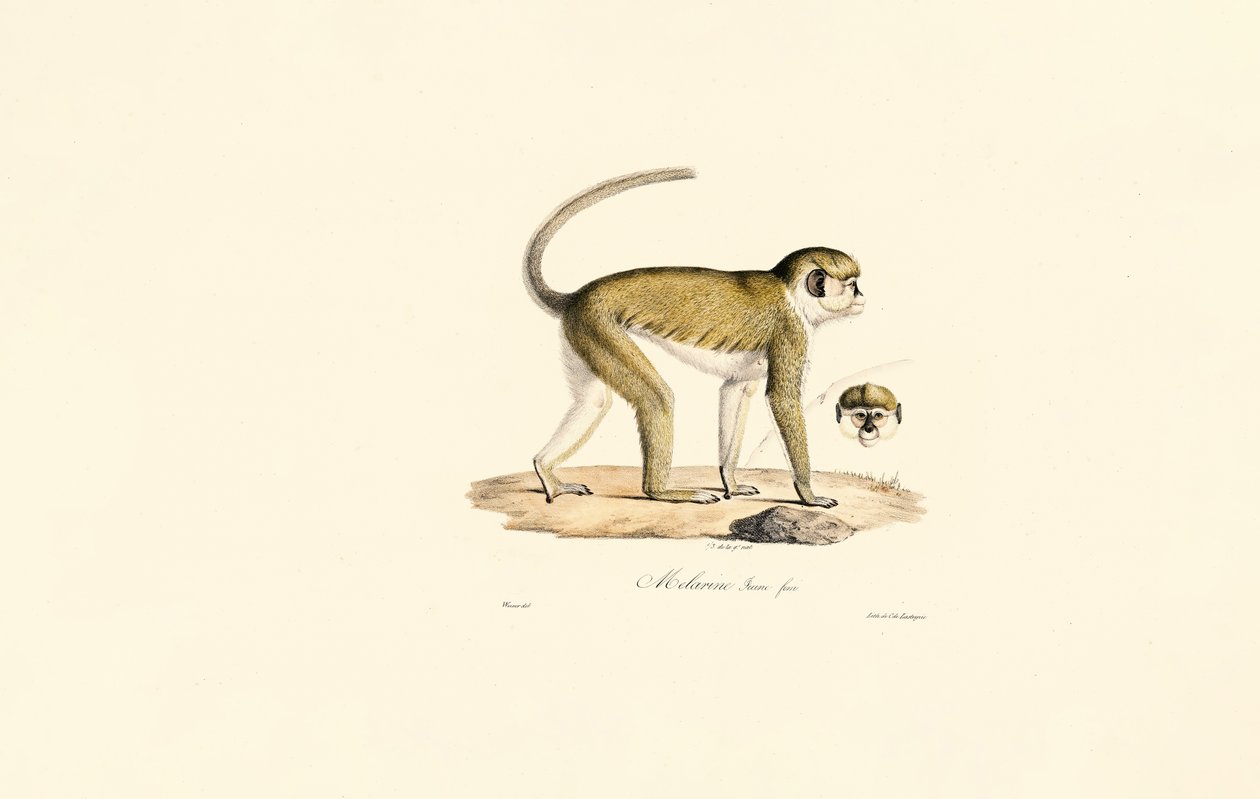 Green Monkey (Malbrouc Femelle) door Jacques Christophe Werner
