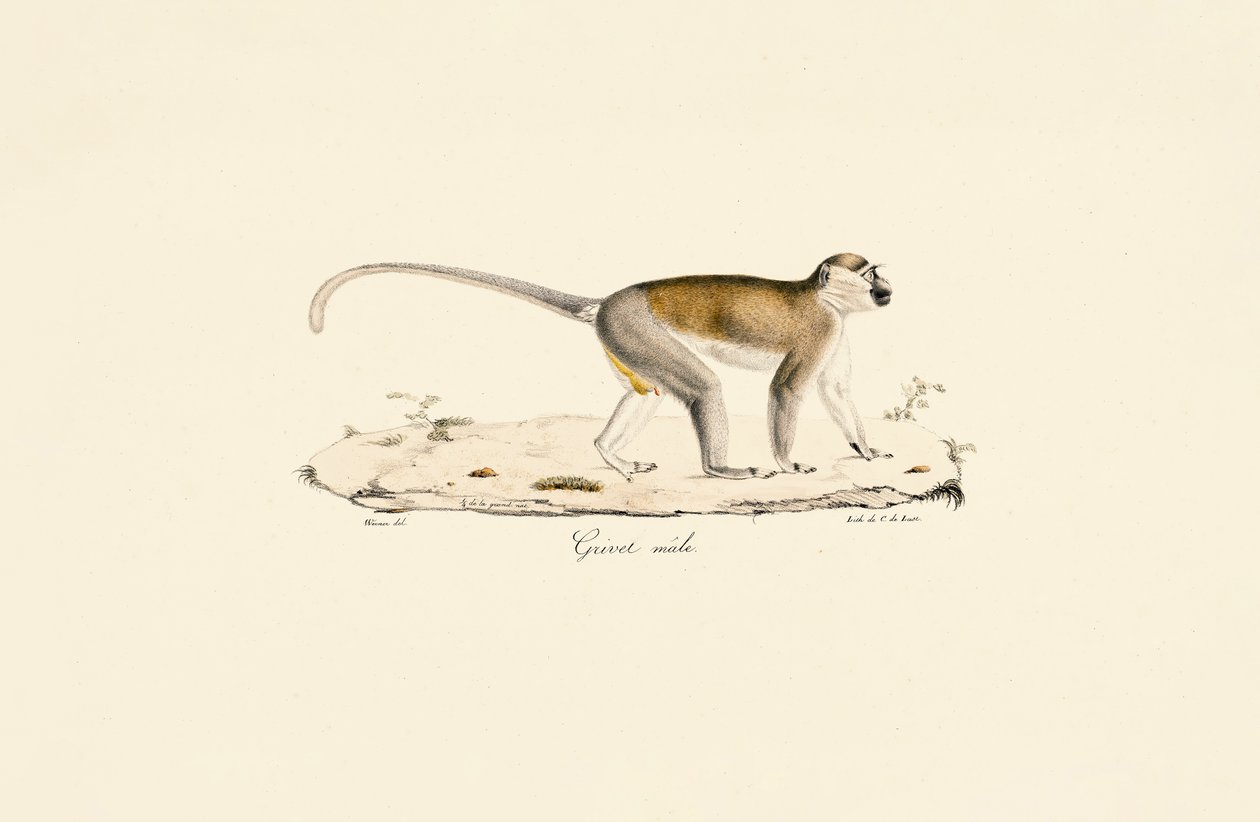 Groene meerkat (mannetje) door Jacques Christophe Werner