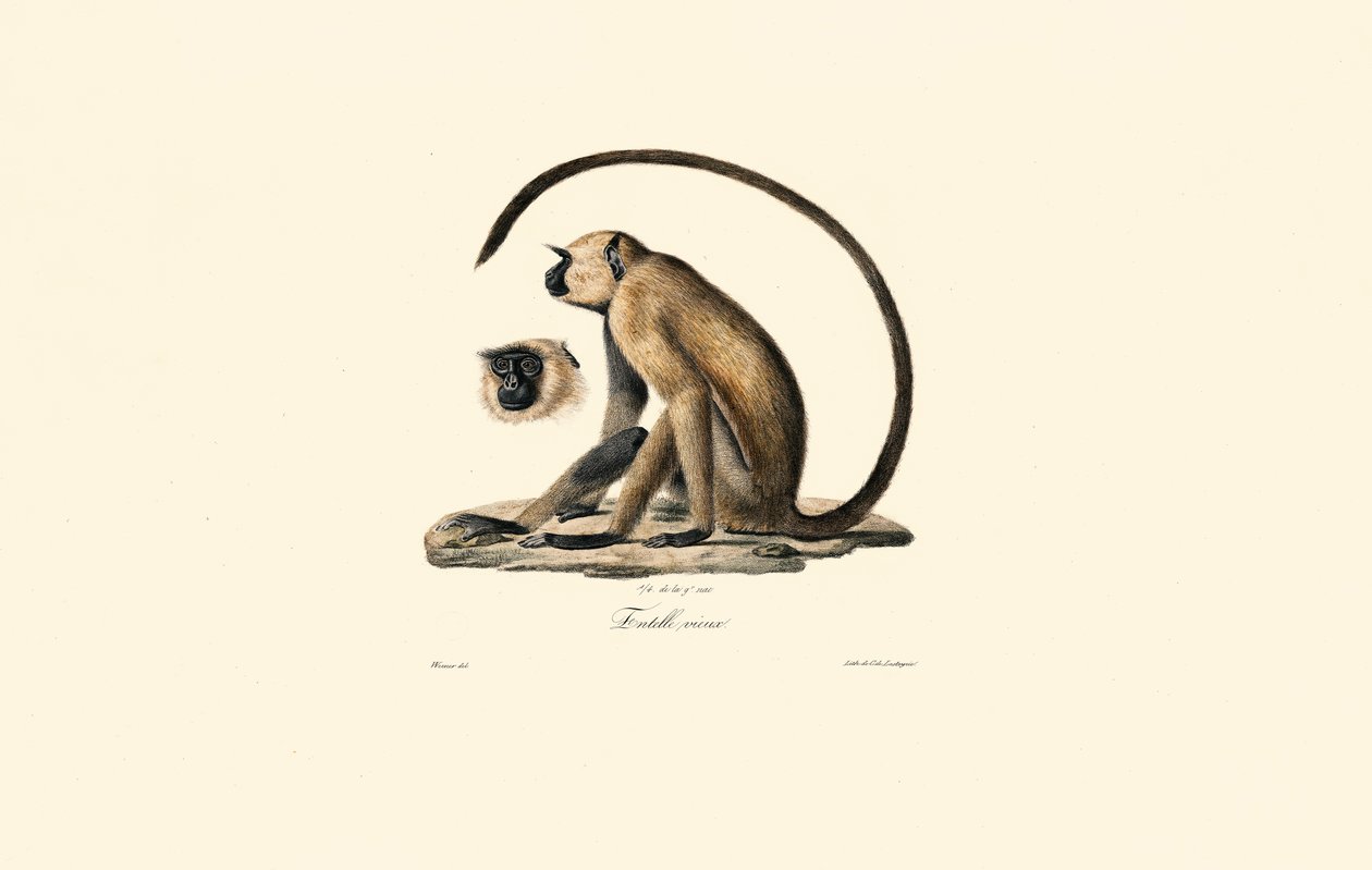Grijze Langoer (Oude Entelle) door Jacques Christophe Werner