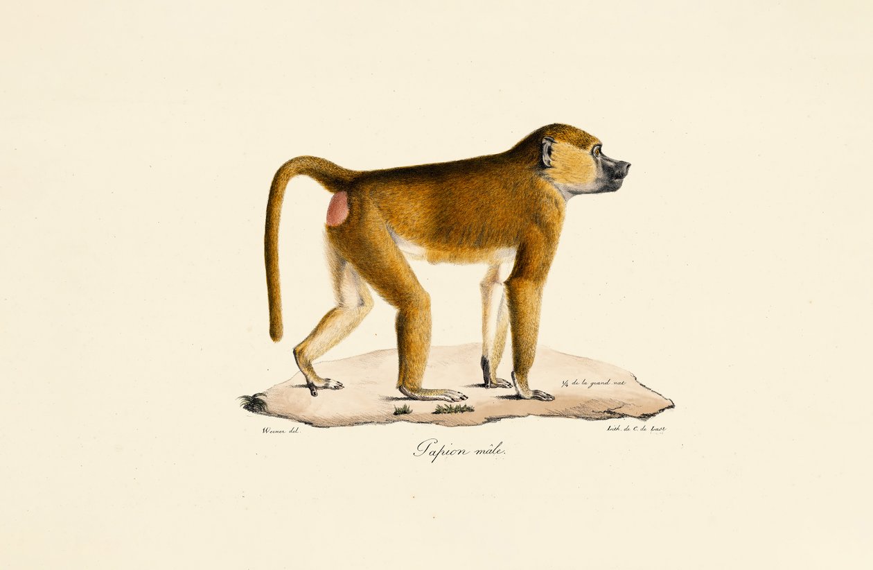 Guinea baviaan (mannetje) door Jacques Christophe Werner