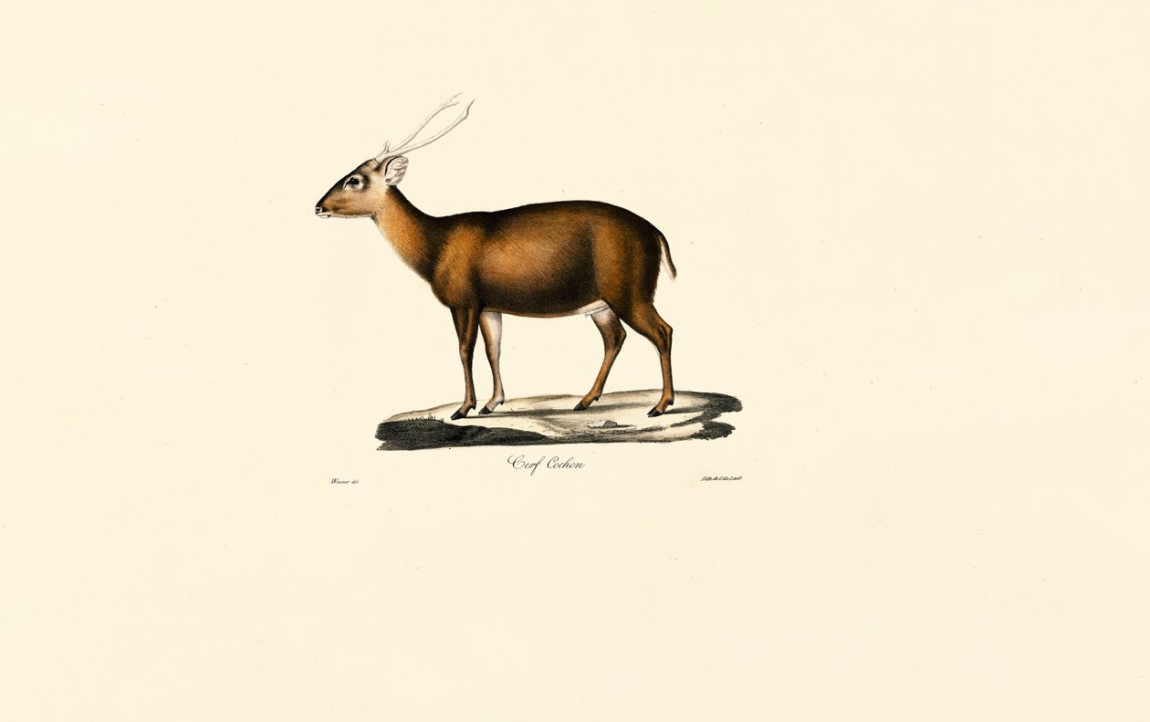 Indian Muntjac (Cerf Cochon) door Jacques Christophe Werner