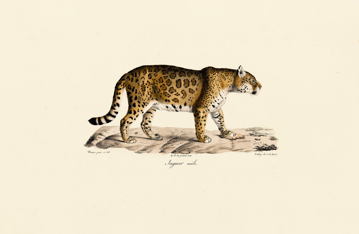 Jaguar (mannelijk) in zijaanzicht door Jacques Christophe Werner
