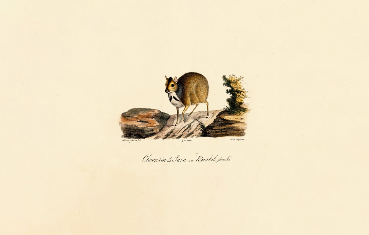 Javan Mouse-deer (Female) door Jacques Christophe Werner