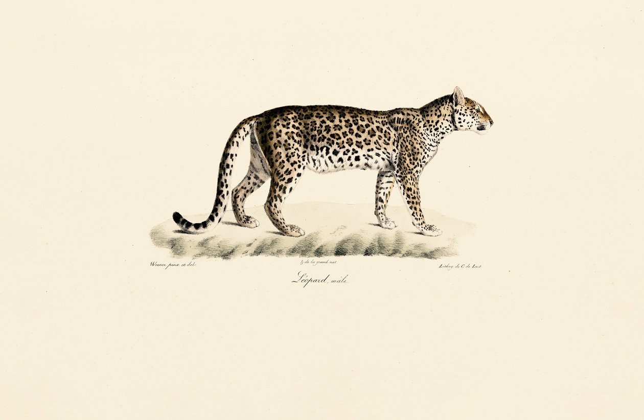 Leopard, male door Jacques Christophe Werner