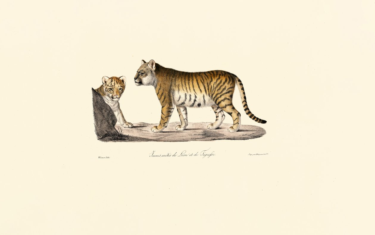 Leeuw-Tijger Hybride door Jacques Christophe Werner