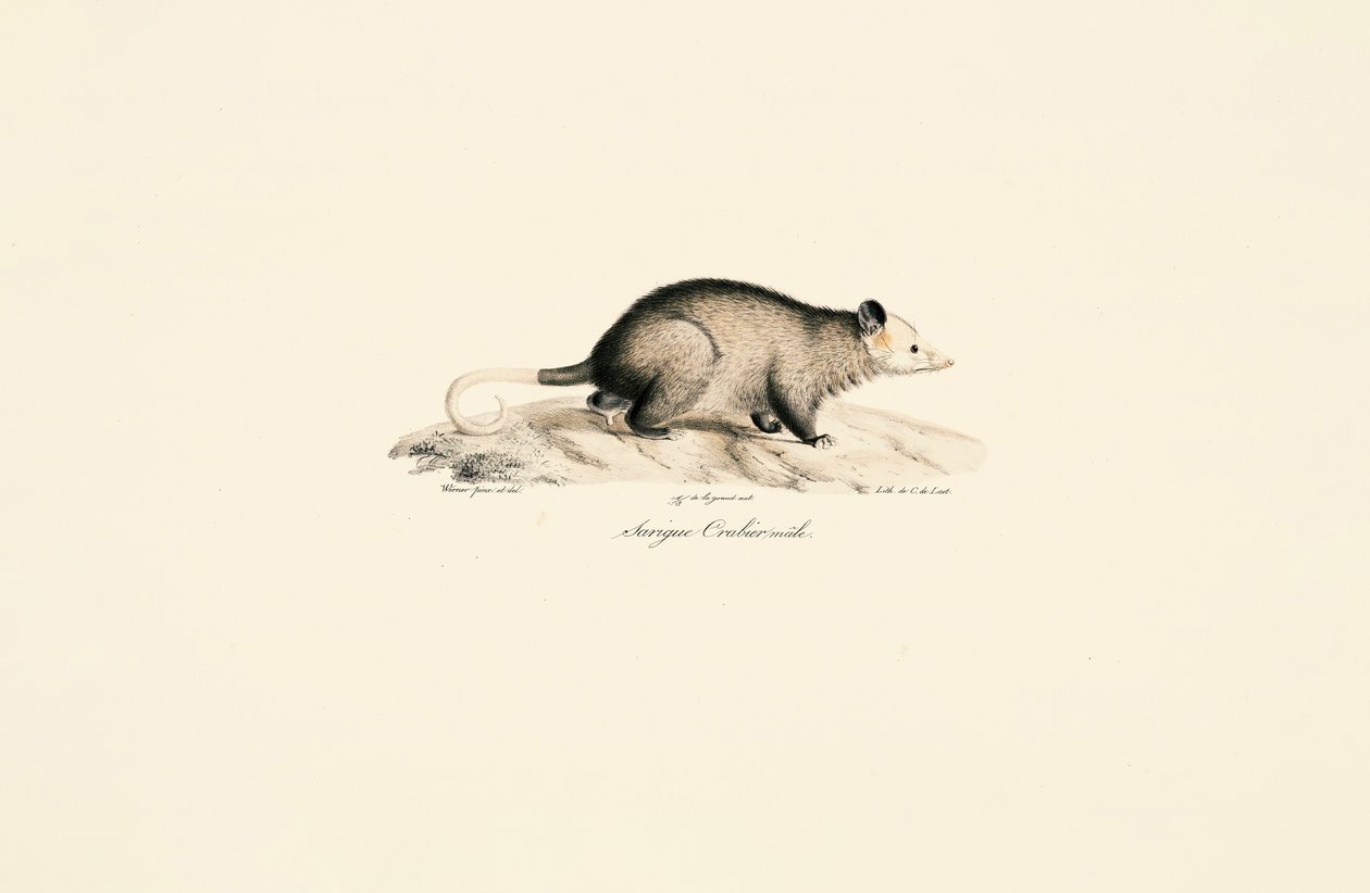 Mannetje Naaktstaart Woolly Opossum door Jacques Christophe Werner