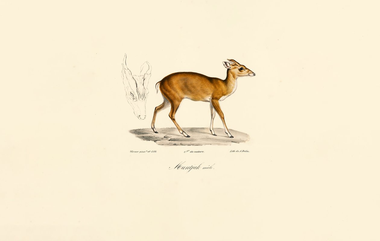 Male Muntjac door Jacques Christophe Werner