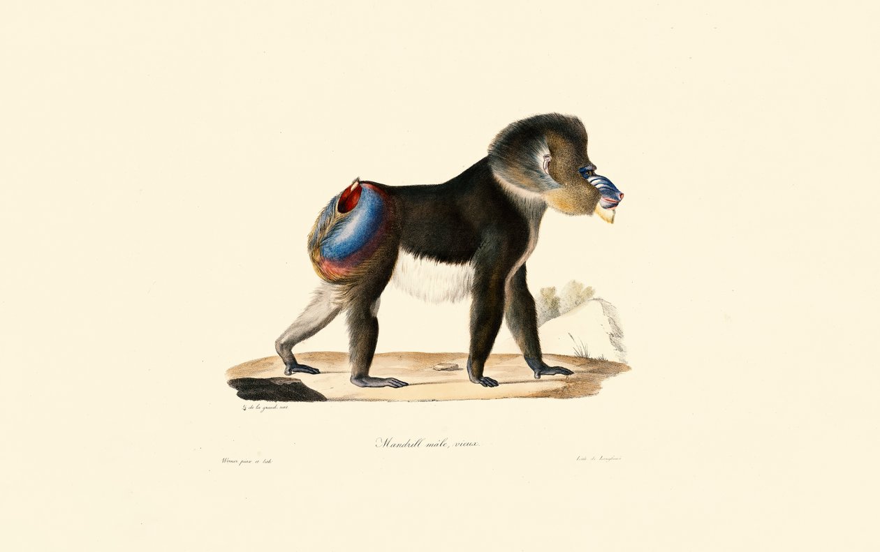Mandril door Jacques Christophe Werner