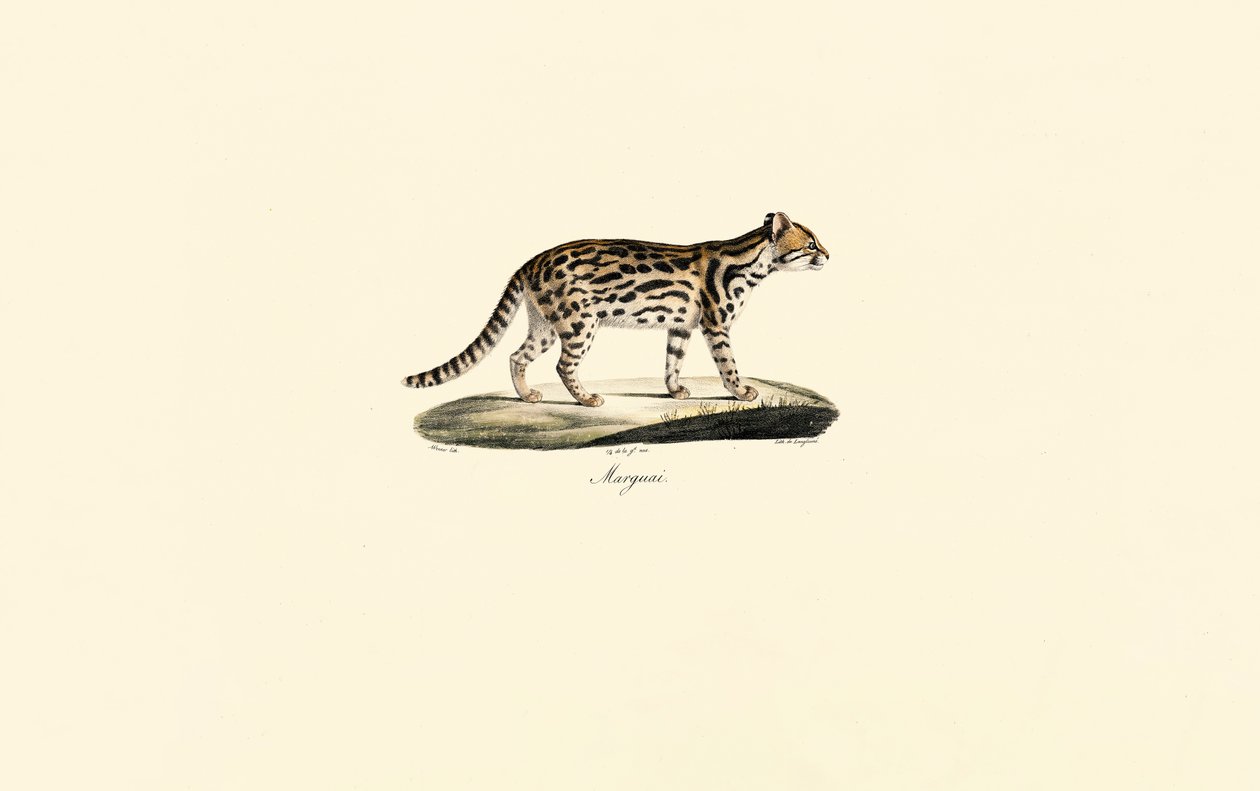 Margay door Jacques Christophe Werner