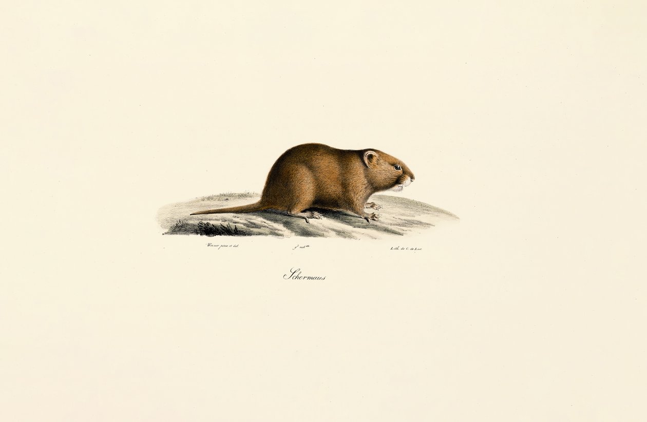 Noordse woelmuis door Jacques Christophe Werner