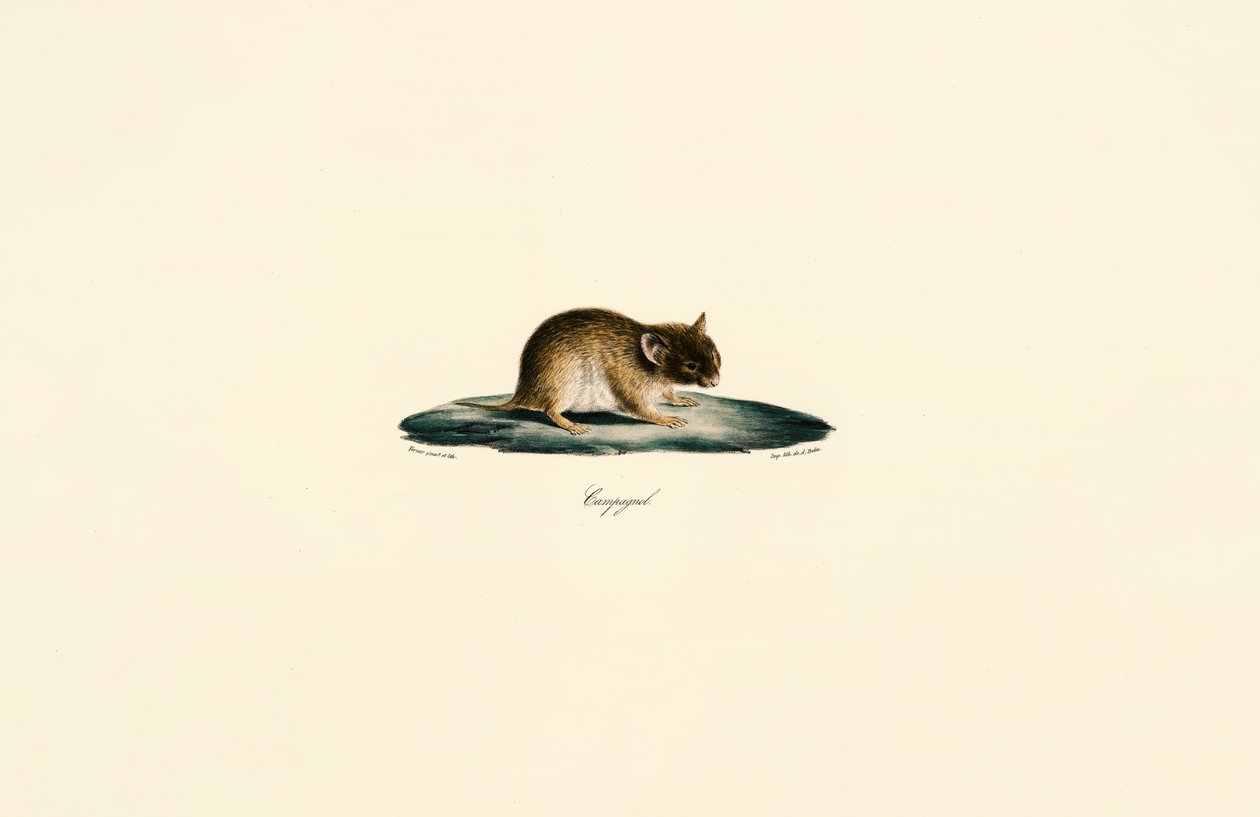 Noord-Afrikaanse gerbil door Jacques Christophe Werner