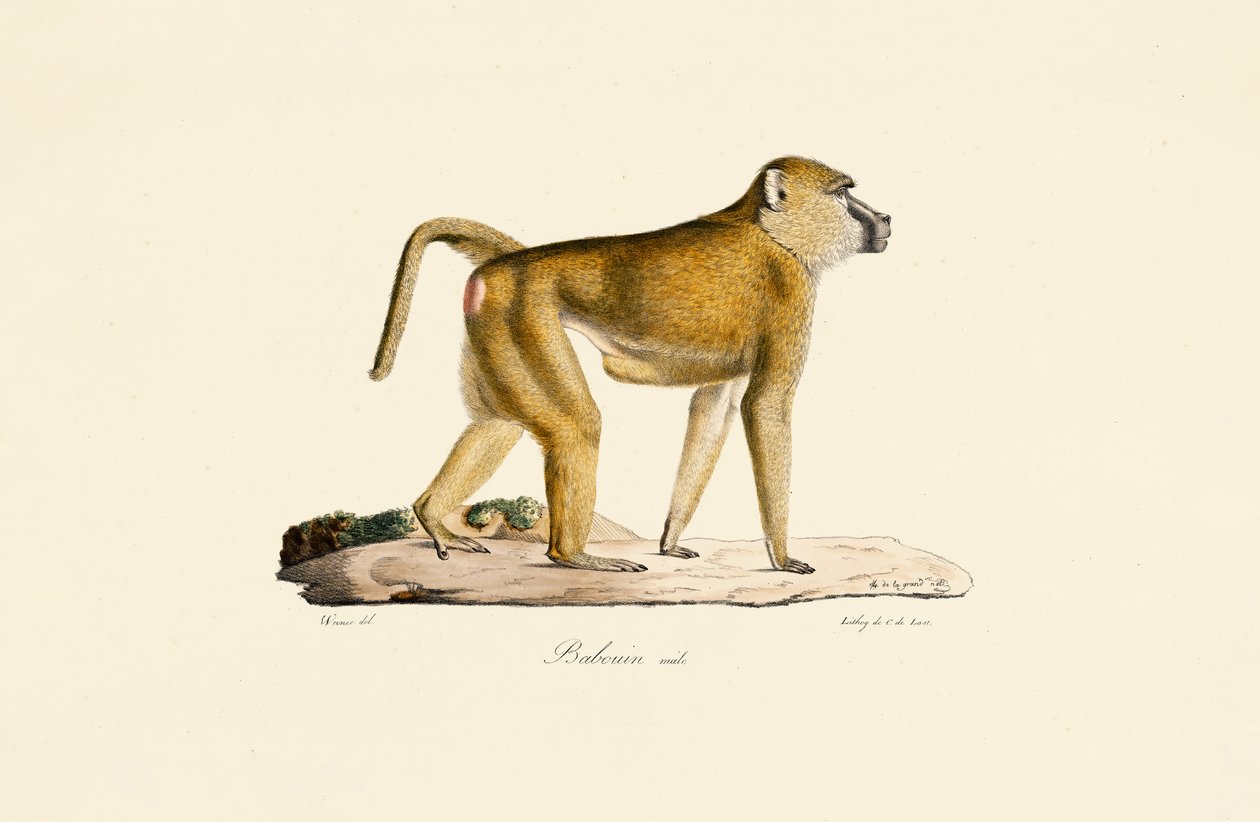 Olijfbaviaan (mannetje) door Jacques Christophe Werner