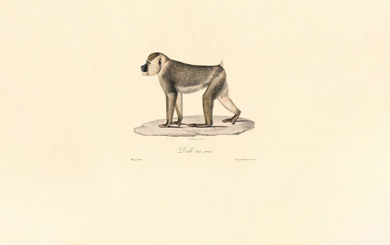Olijf Baboon door Jacques Christophe Werner
