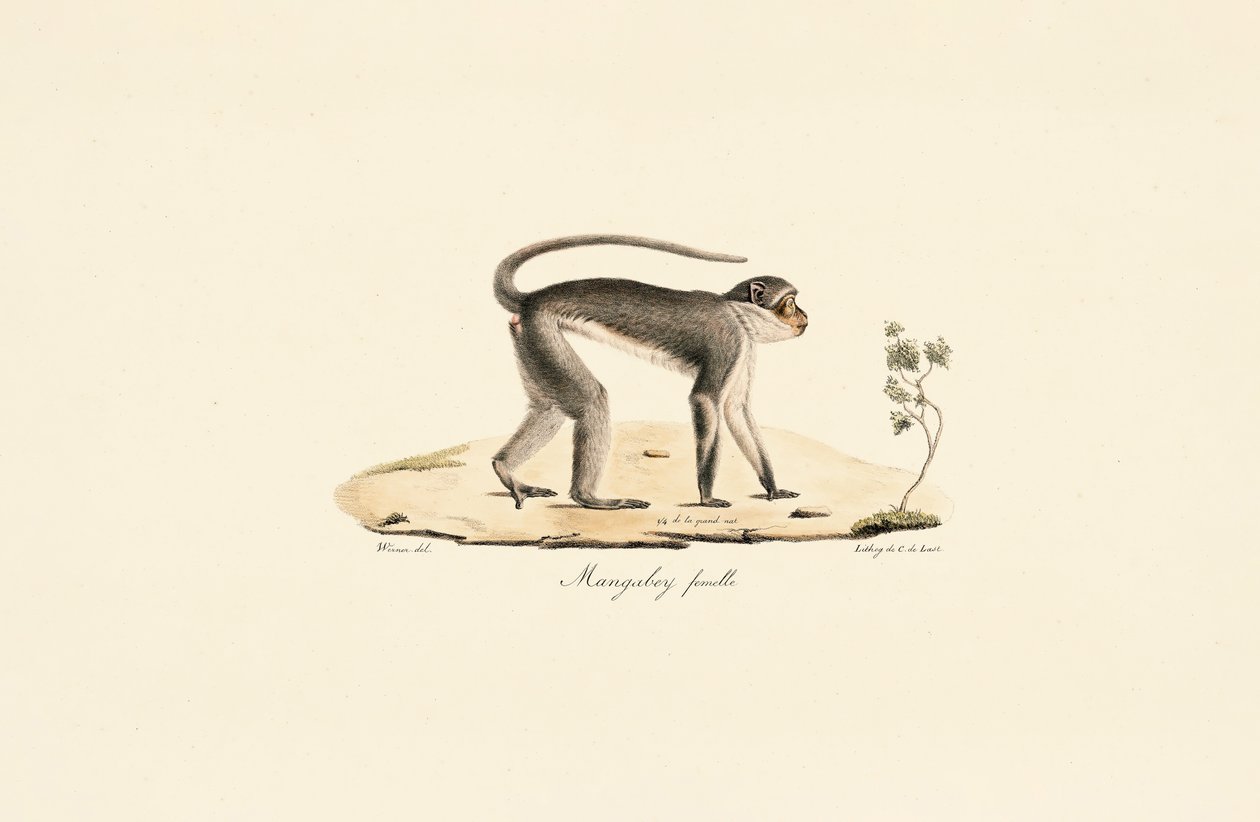 Patas aap (vrouwelijk) door Jacques Christophe Werner