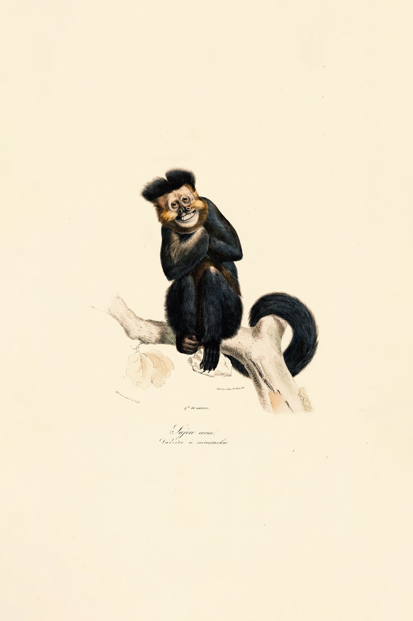 Wilde Gibbon door Jacques Christophe Werner