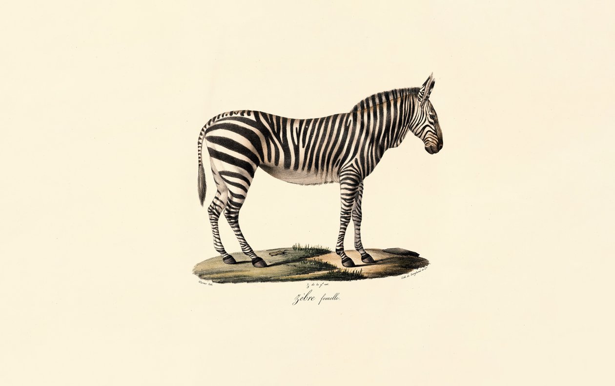 Plains Zebra, vrouwelijk door Jacques Christophe Werner