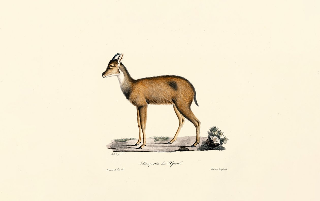 Red Forest Duiker door Jacques Christophe Werner