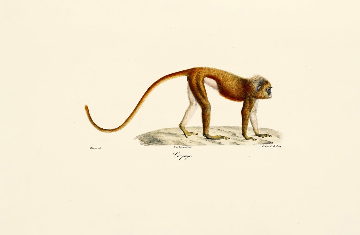 Rode Slanke Lori (Loris tardigradus) door Jacques Christophe Werner