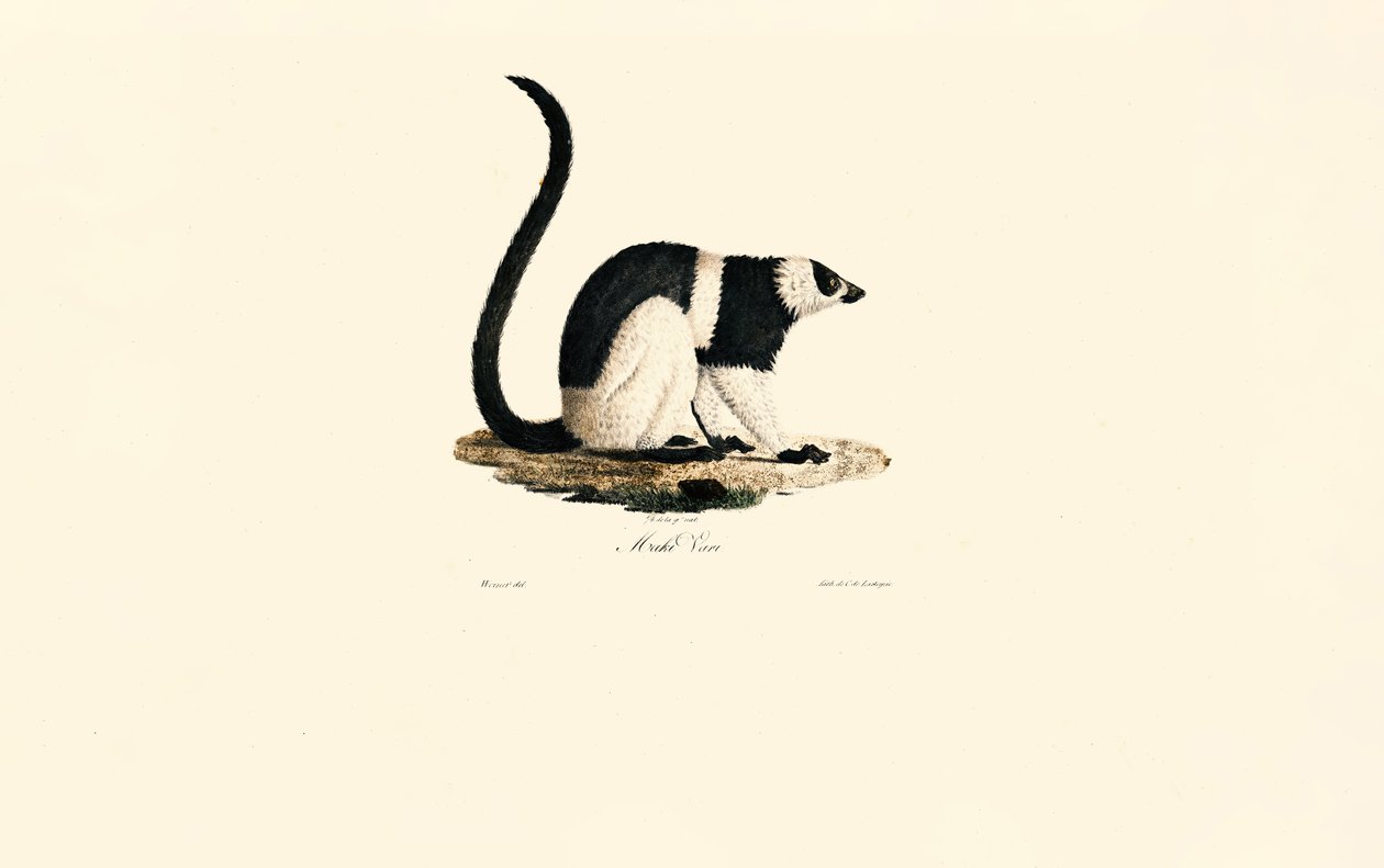 Gekuifde Maki door Jacques Christophe Werner
