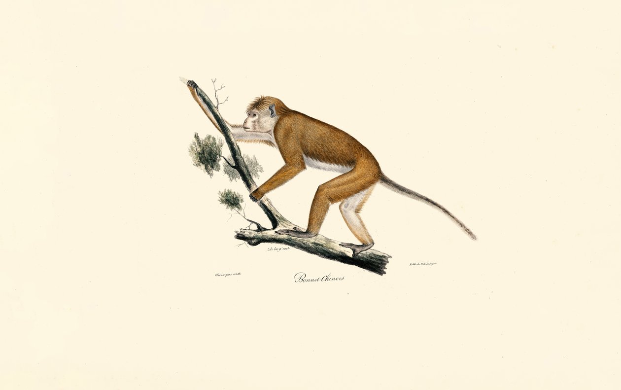 Tibetaanse makaak door Jacques Christophe Werner