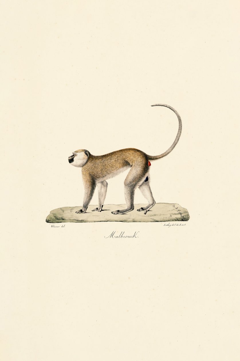 Vervet Monkey (Malbrouck) door Jacques Christophe Werner