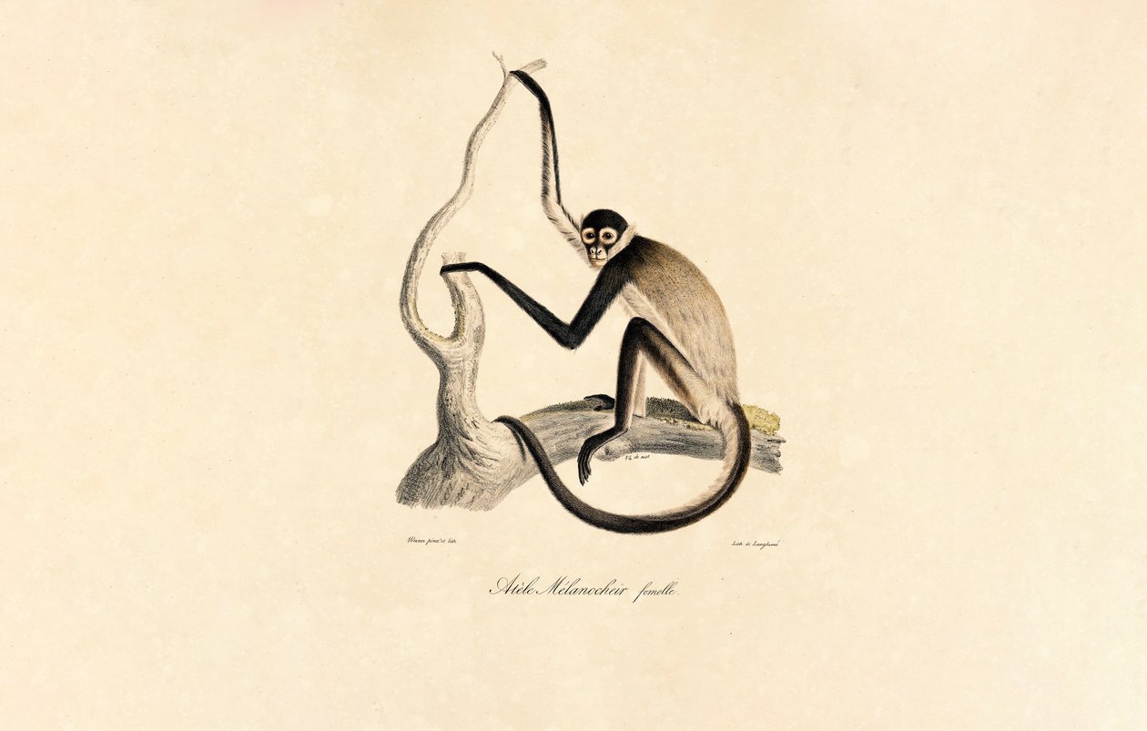 Witbuikpenseelaap (vrouwtje) door Jacques Christophe Werner