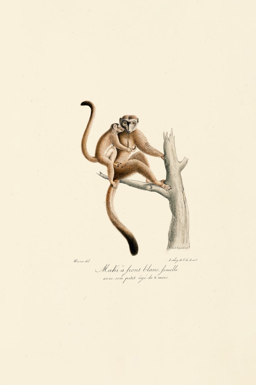 Mangabey met jongen door Jacques Christophe Werner