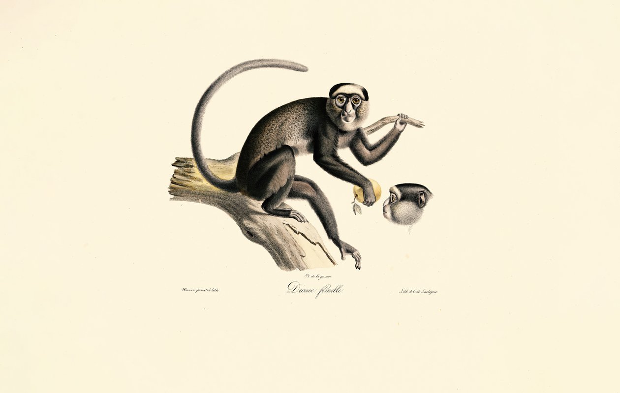 Witkopklauwaapje (Diane femelle) door Jacques Christophe Werner