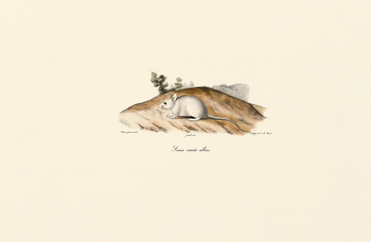 Witte Jerboa (Albine muis) door Jacques Christophe Werner