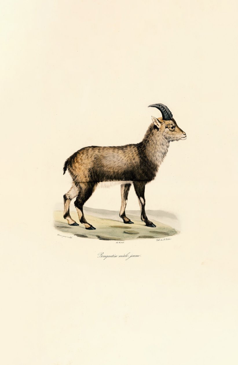 Jonge mannelijke alpensteenbok door Jacques Christophe Werner