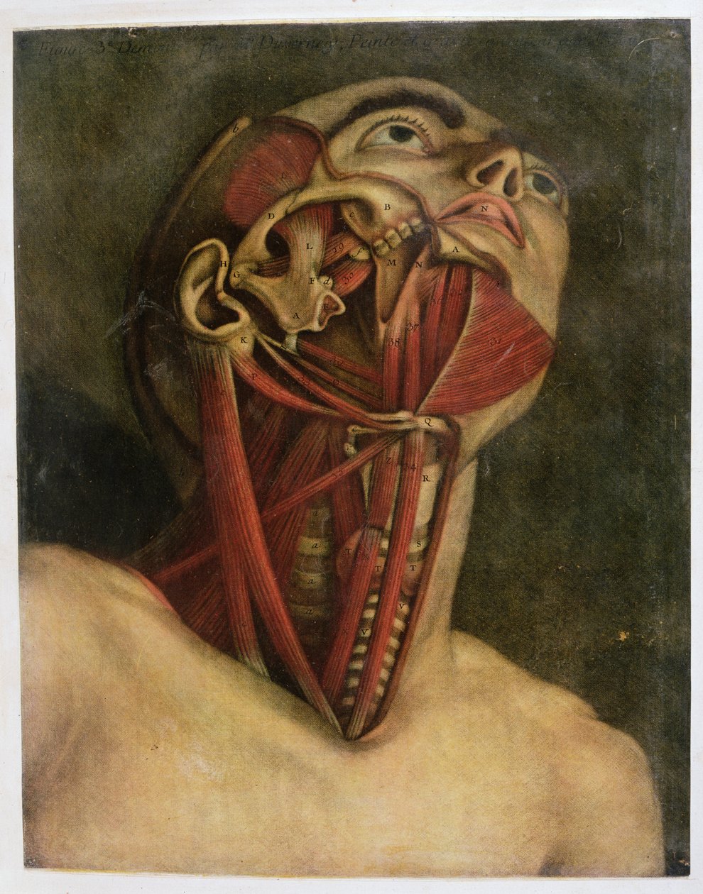 Dwarsdoorsnede van de rechterkant van de nek en het gezicht, c.1745 door Jacques Fabien Gautier d