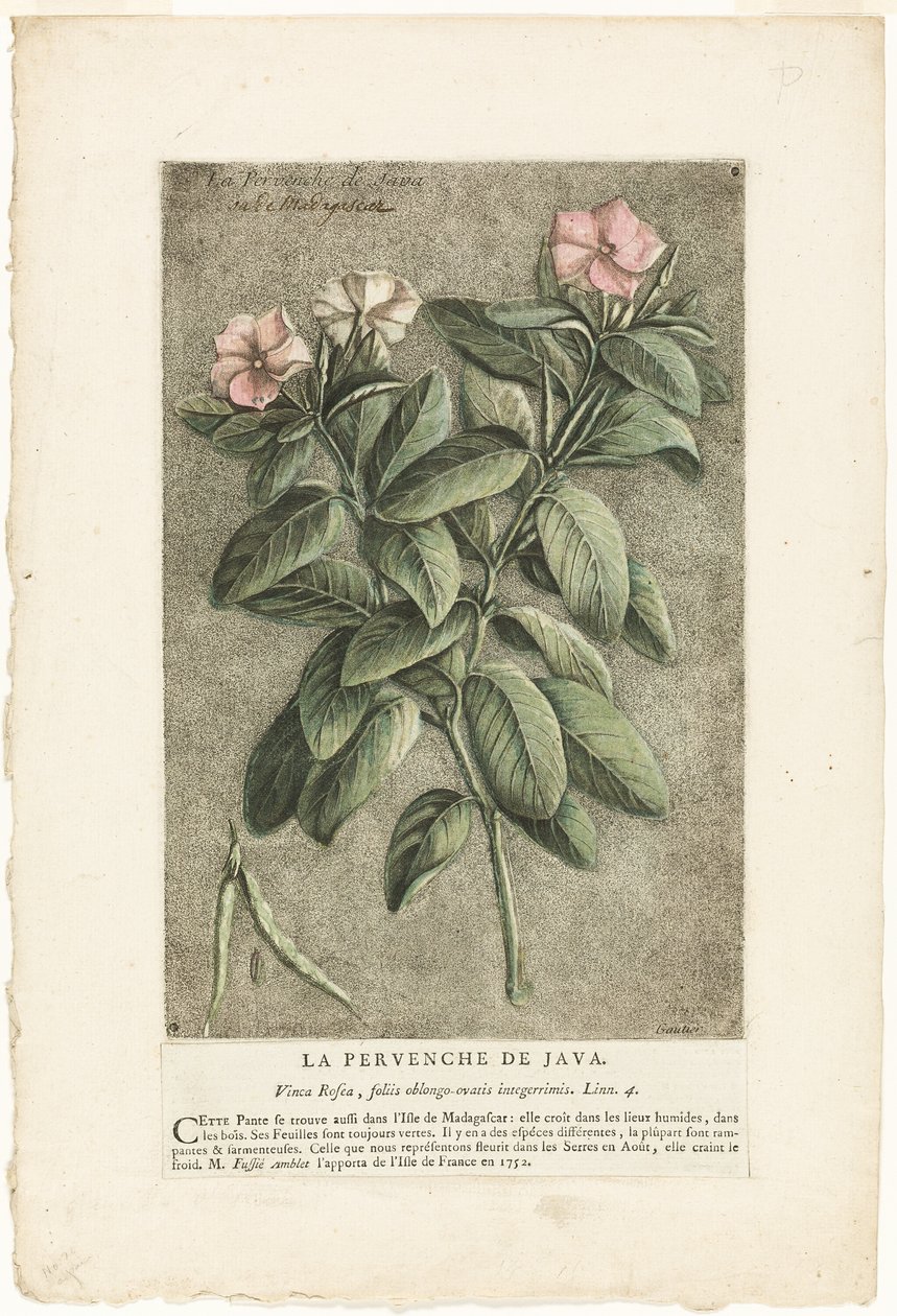 De maagdenpalm van Java, uit de verzameling van gebruikelijke, vreemde en vreemde planten door Jacques Fabien Gautier d