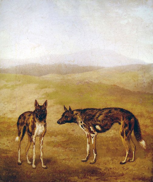 Twee Afrikaanse Jachthonden door Jacques Laurent Agasse