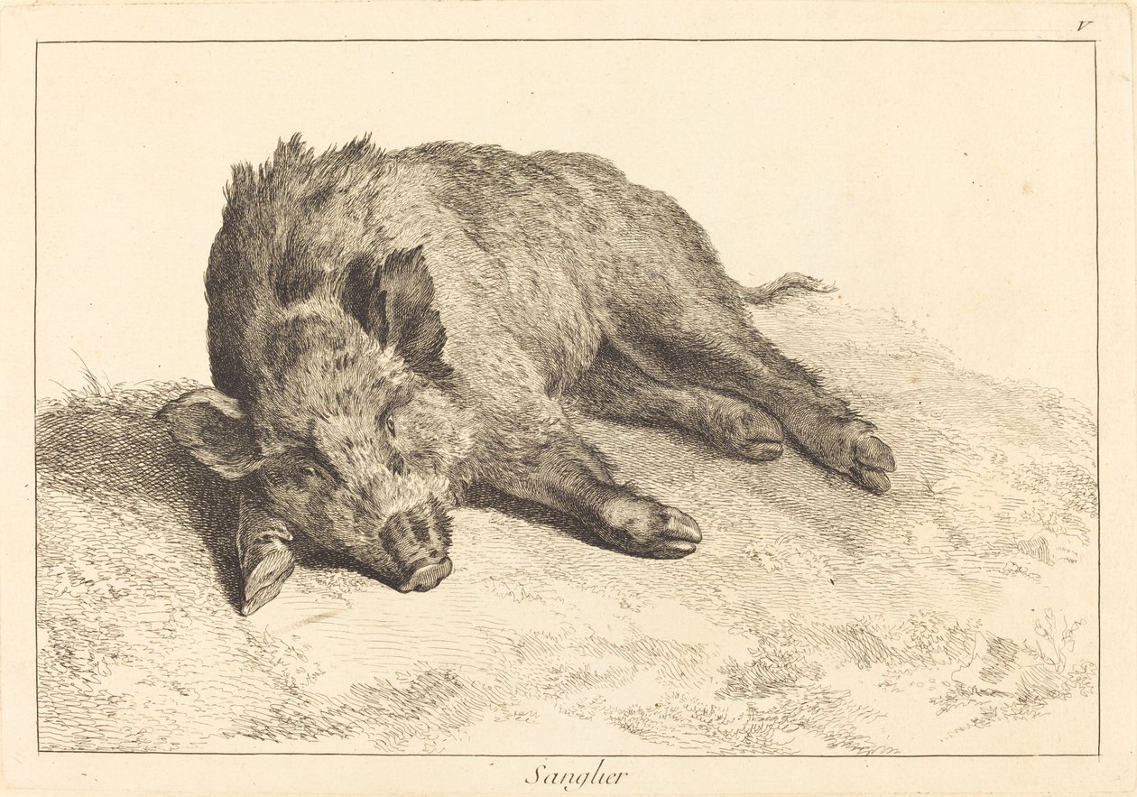 Wild zwijn liggend, hoofd naar links door Jacques Philippe Le Bas and Jean Eric Rehn after Jean Baptiste Oudry