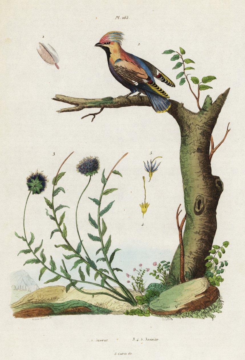 Pestvogel en schapenzuring door Jacques Reyne Isidore Acarie-Baron