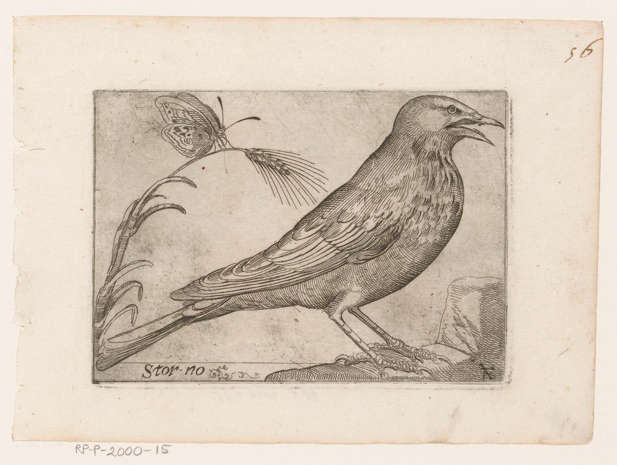 Spreeuw (Sturnus vulgaris) door Jacques de Fornazeris
