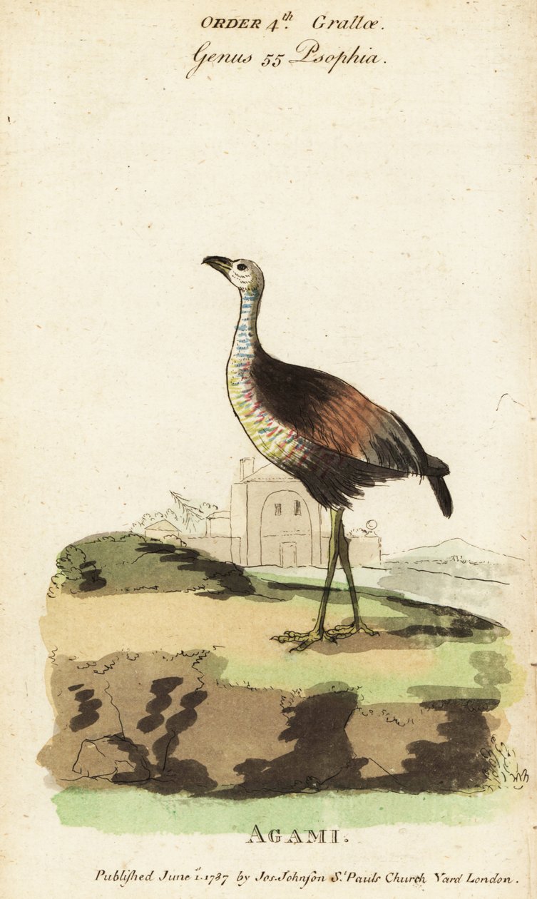 Agami reiger, Agamia agami door Jacques de Seve