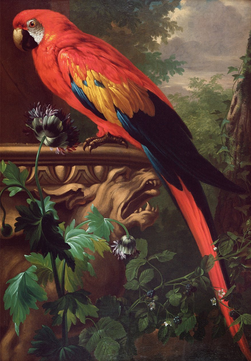 Scarlet Ara in een Landschap door Jakob Bogdani or Bogdany