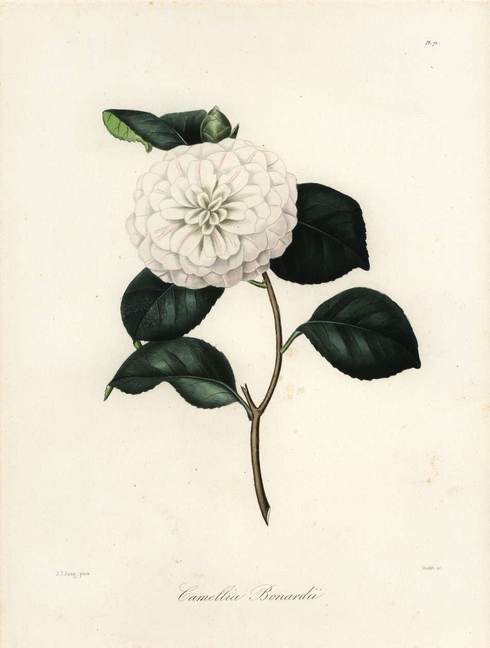 Camellia japonica variëteit, Camellia bonardii of Camellia bonnardii door Jakob (after) Jung
